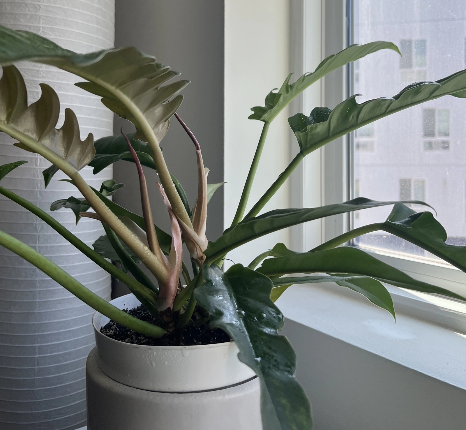 Hybrid Plant - original plant reference